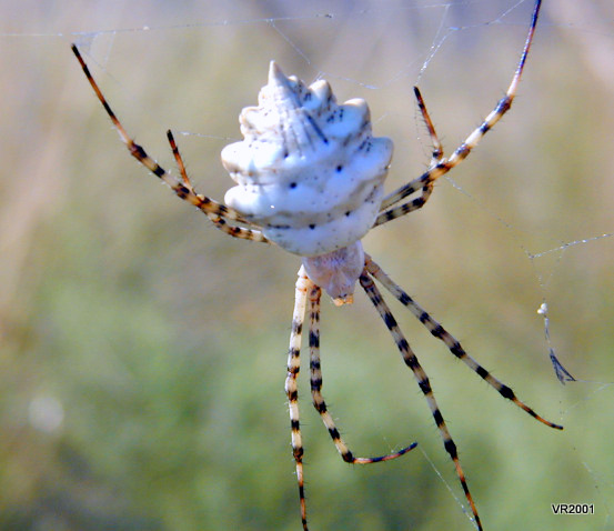 Coppia Argiope lobata